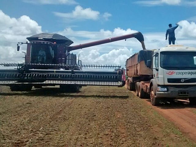 Colheita de soja atinge 11,4% da área no Brasil