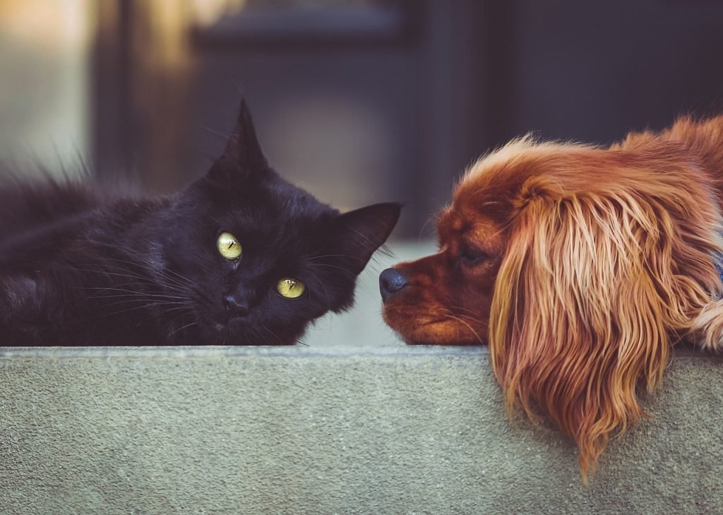 Nova pesquisa coleta dados sobre fiscalização e manejo de cães e gatos