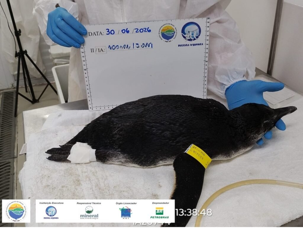 Pinguim-de-Magalhães juvenil resgatado em Ubatuba recebe reabilitação