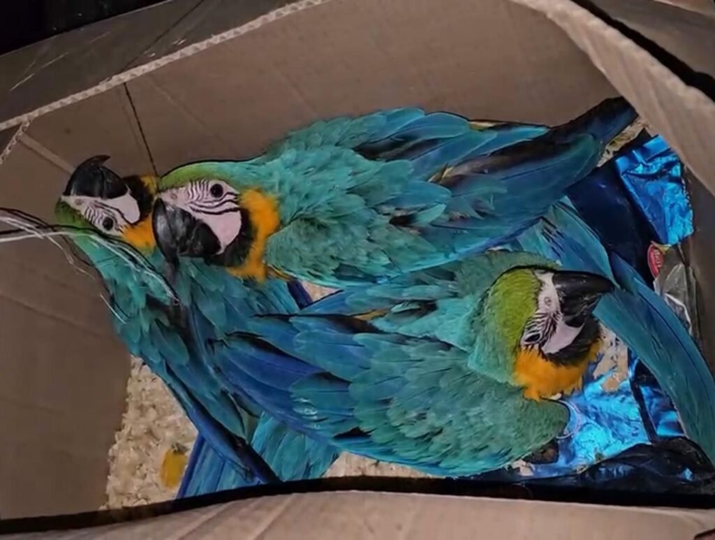 Quatro presos por tráfico de animais silvestres em Ubatuba